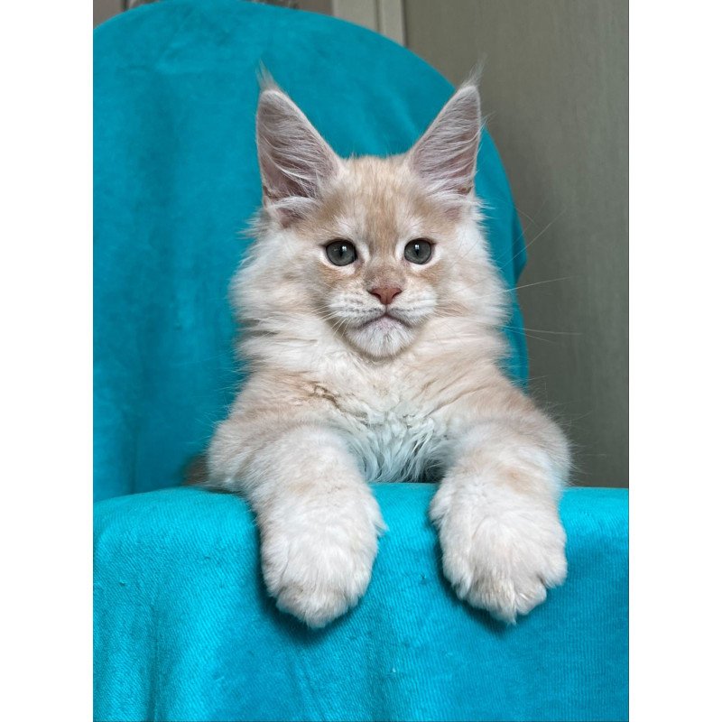 Maine Coon NOV Zlatomir