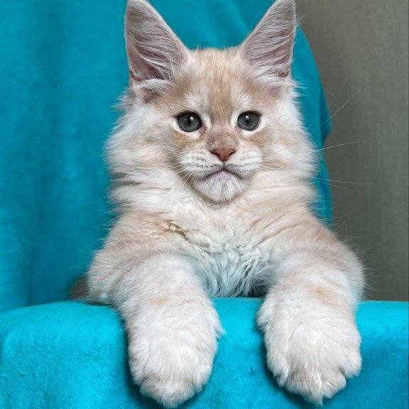 Maine Coon NOV Zlatomir