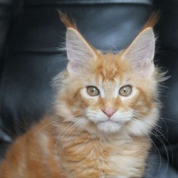 Maine Coon NOV Nice