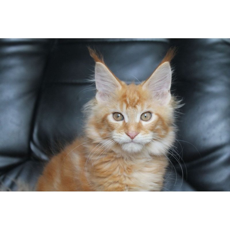 Maine Coon NOV Nice