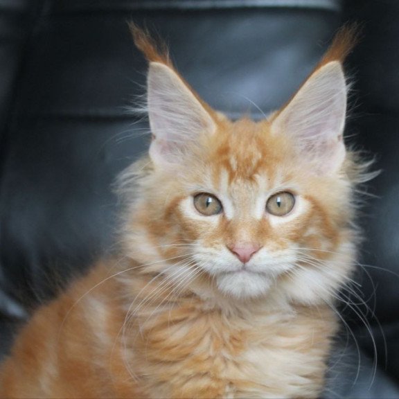Maine Coon NOV Nice