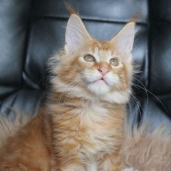 Maine Coon NOV Nice