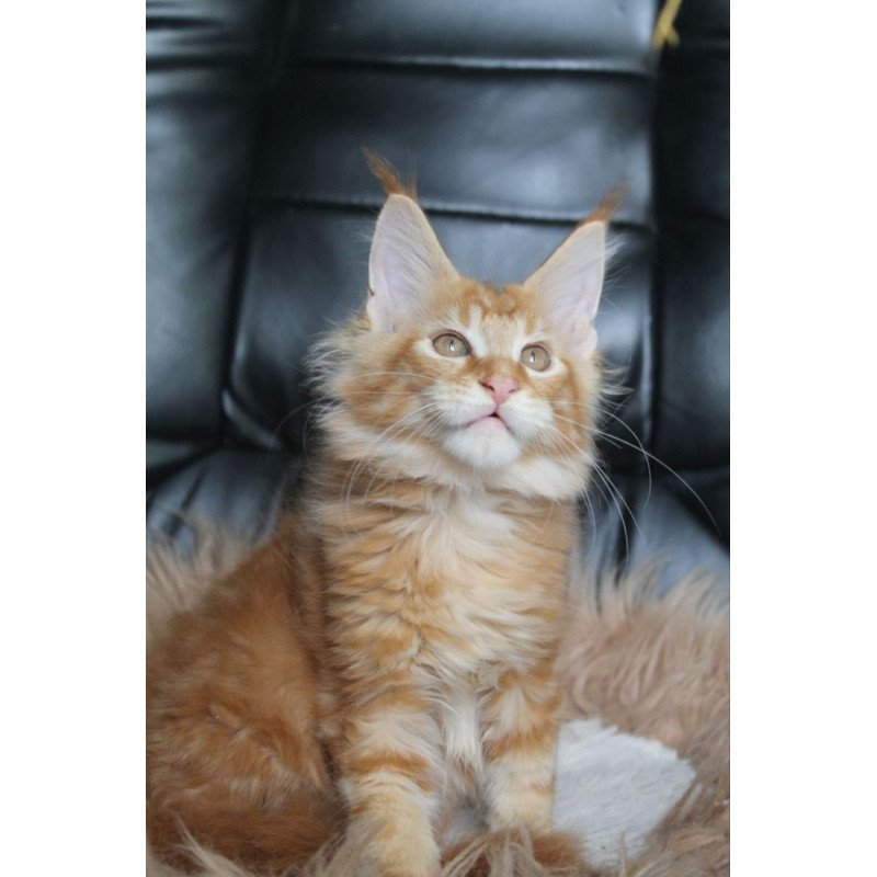 Maine Coon NOV Nice