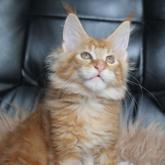 Maine Coon NOV Nice
