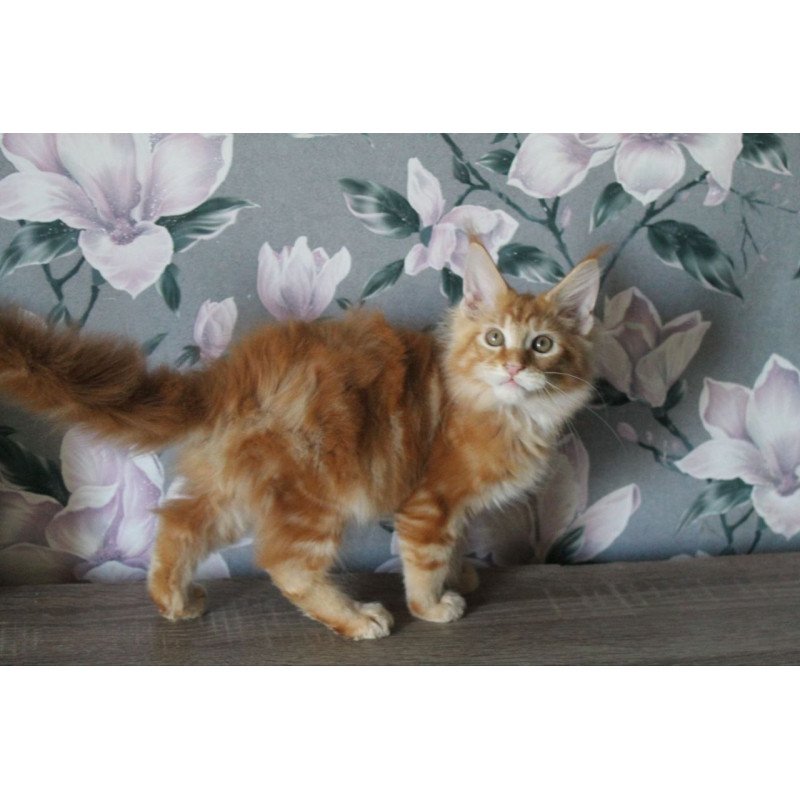 Maine Coon NOV Nice