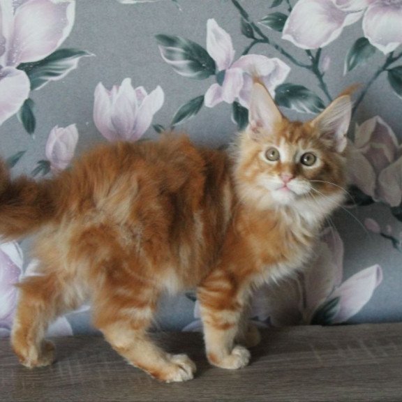 Maine Coon NOV Nice