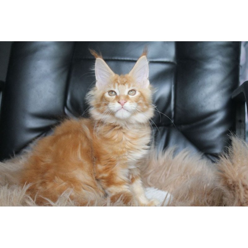 Maine Coon NOV Nice