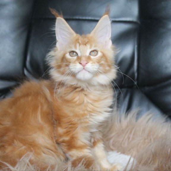 Maine Coon NOV Nice
