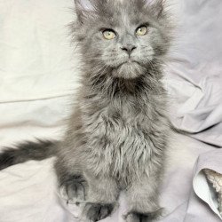 Maine Coon NOV Imany...