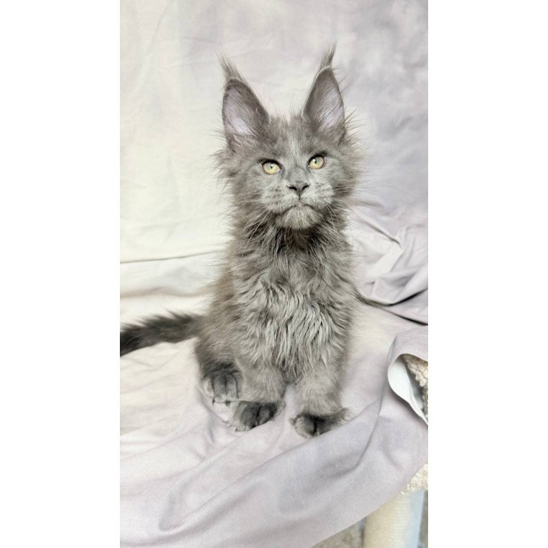 Maine Coon NOV Imany Polydactyl