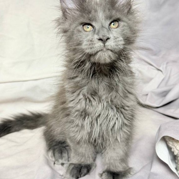 Maine Coon NOV Imany Polydactyl