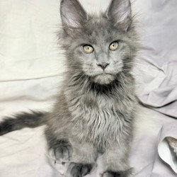 Maine Coon NOV Imany...