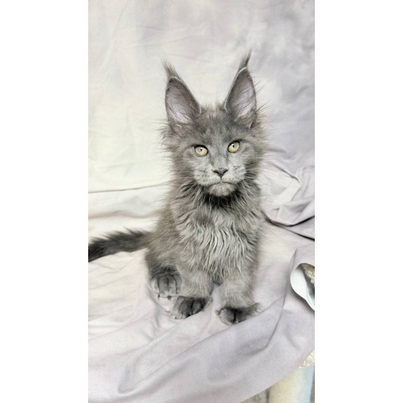 Maine Coon NOV Imany Polydactyl