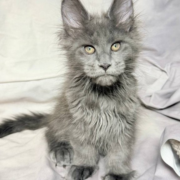 Maine Coon NOV Imany Polydactyl