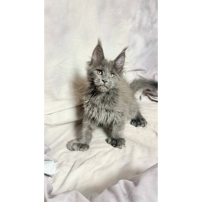 Maine Coon NOV Imany Polydactyl