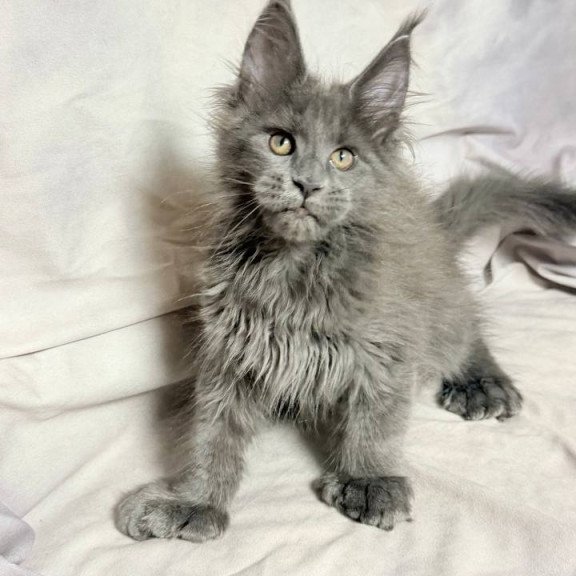 Maine Coon NOV Imany Polydactyl