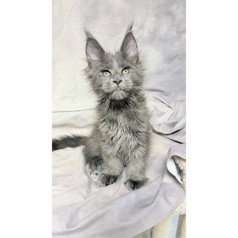 Maine Coon NOV Imany Polydactyl