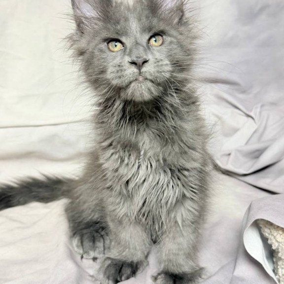 Maine Coon NOV Imany Polydactyl