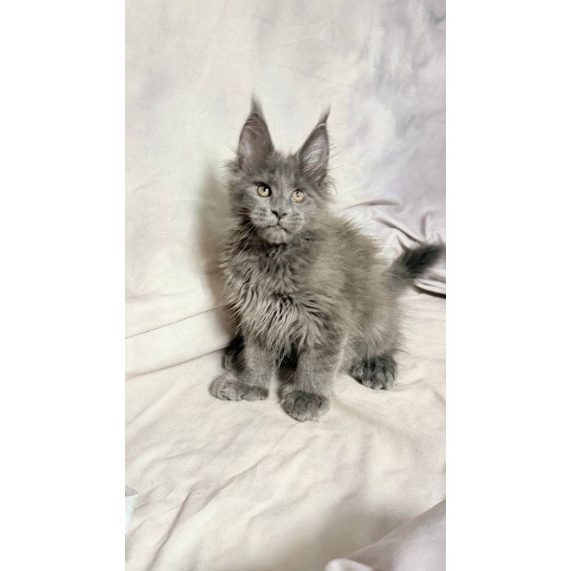 Maine Coon NOV Imany Polydactyl