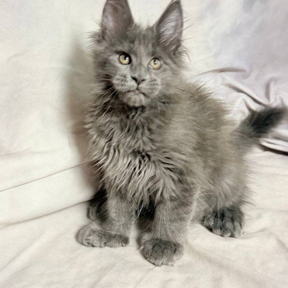 Maine Coon NOV Imany Polydactyl