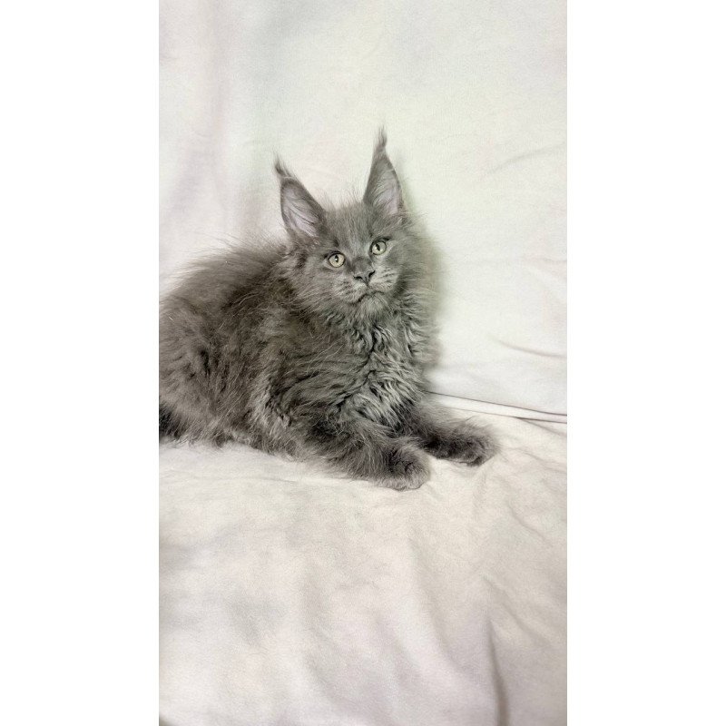 Maine Coon NOV Jazz
