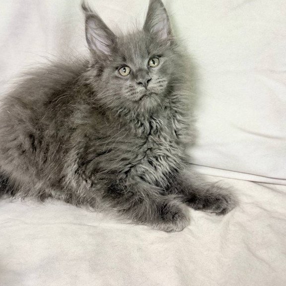 Maine Coon NOV Jazz