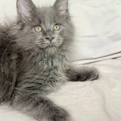 Maine Coon NOV Jazz