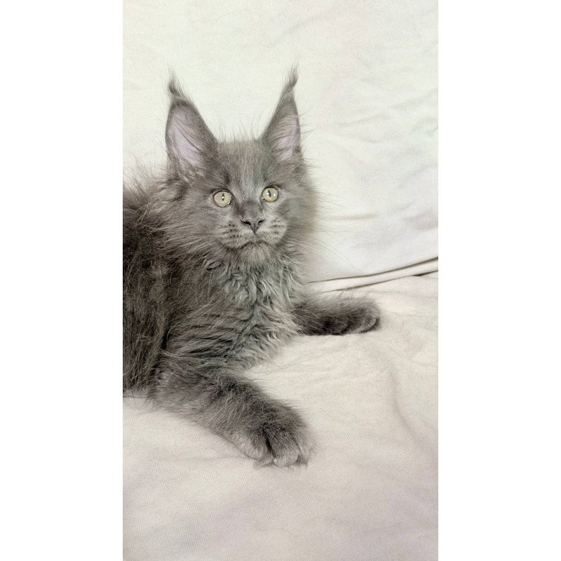 Maine Coon NOV Jazz