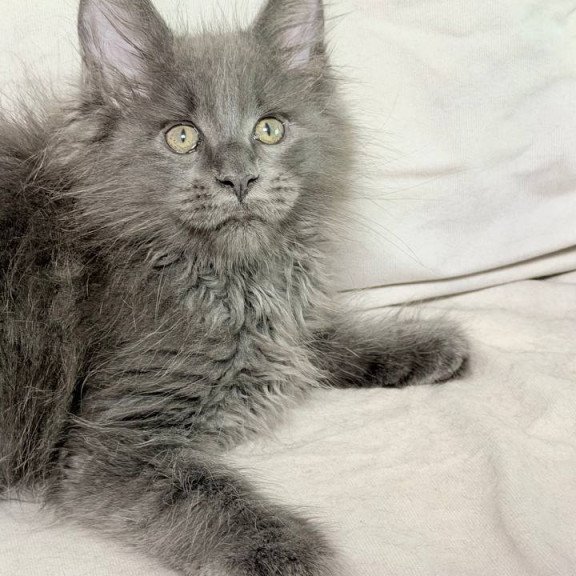Maine Coon NOV Jazz