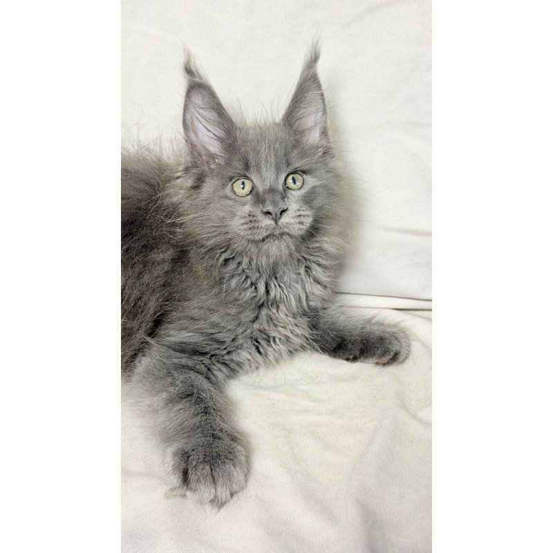 Maine Coon NOV Jazz