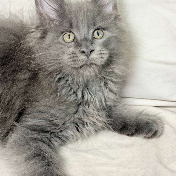 Maine Coon NOV Jazz