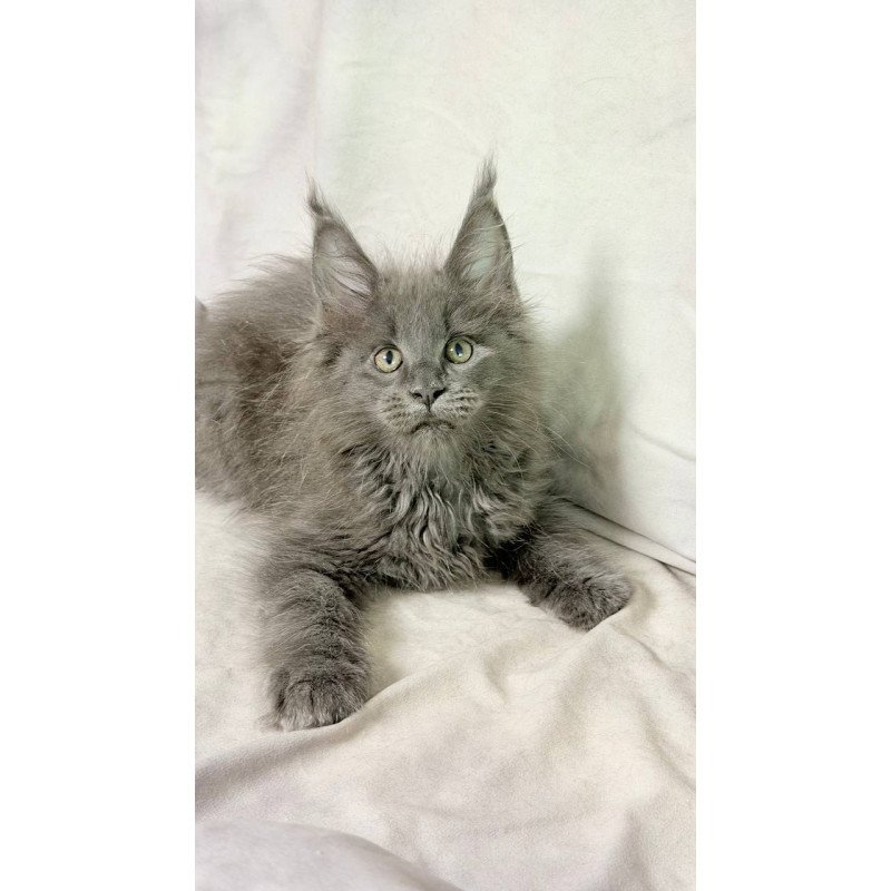 Maine Coon NOV Jazz