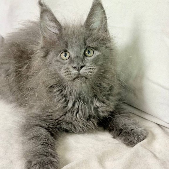Maine Coon NOV Jazz