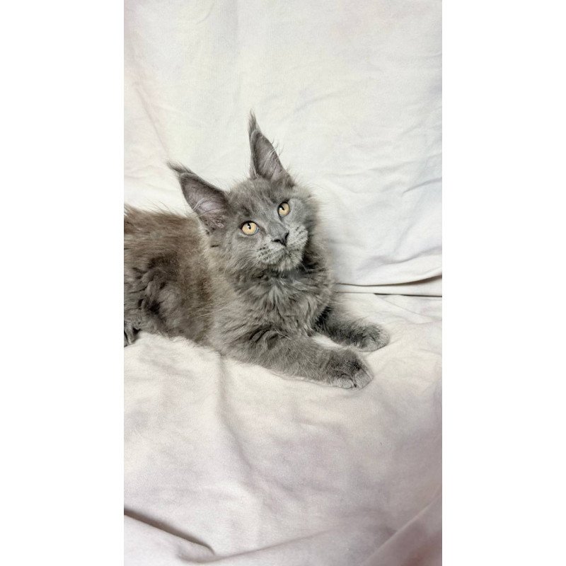 Maine Coon NOV Gatsby