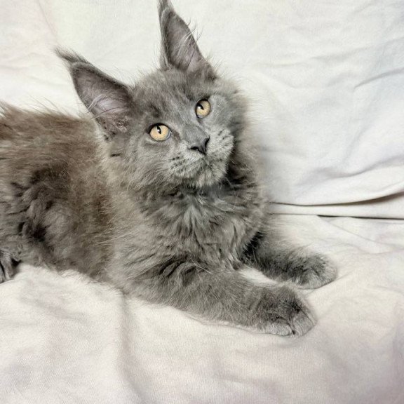 Maine Coon NOV Gatsby