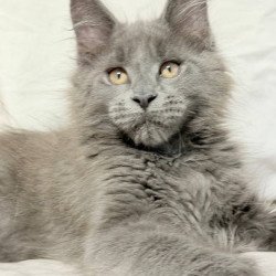 Maine Coon NOV Gatsby