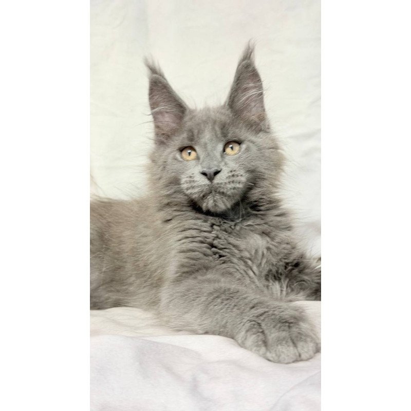 Maine Coon NOV Gatsby