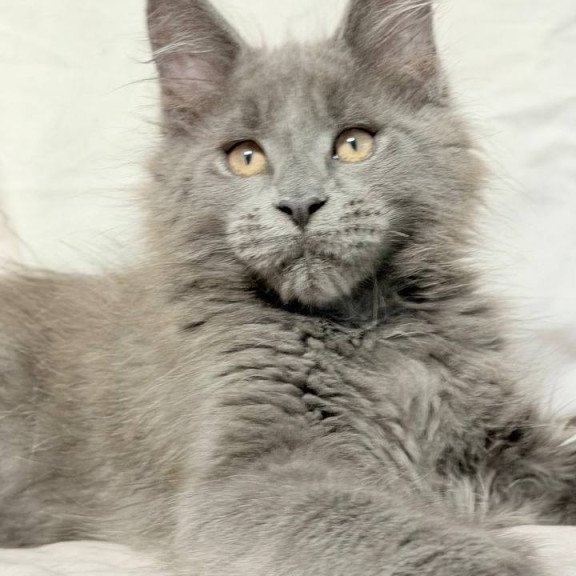 Maine Coon NOV Gatsby