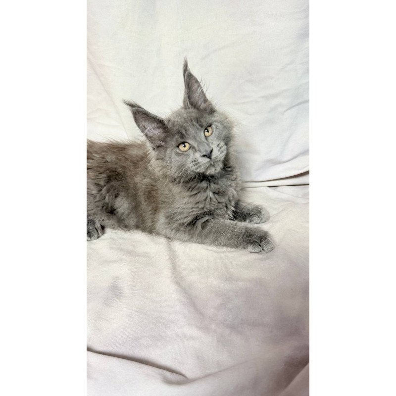 Maine Coon NOV Gatsby