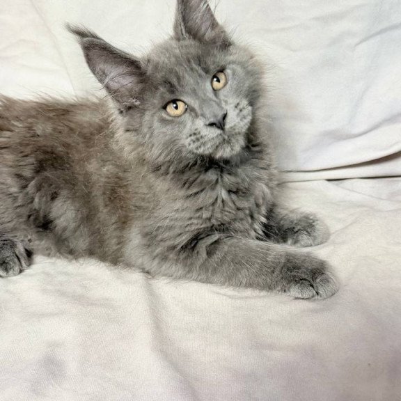 Maine Coon NOV Gatsby