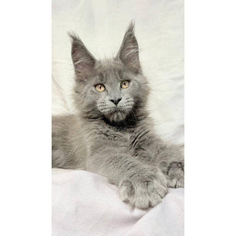 Maine Coon NOV Gatsby