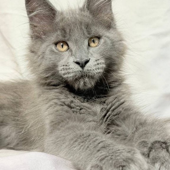 Maine Coon NOV Gatsby