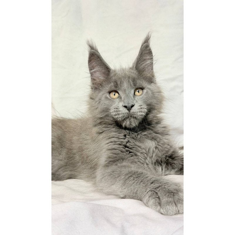 Maine Coon NOV Gatsby