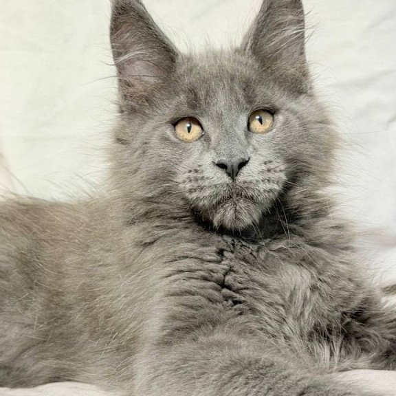 Maine Coon NOV Gatsby