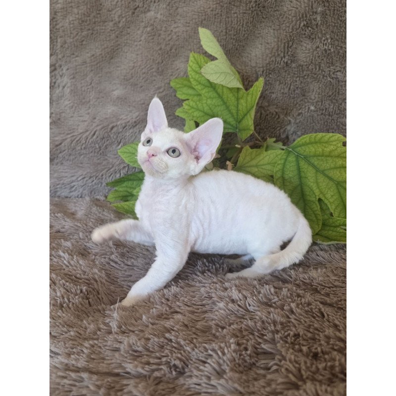 Devon Rex NOV Watson