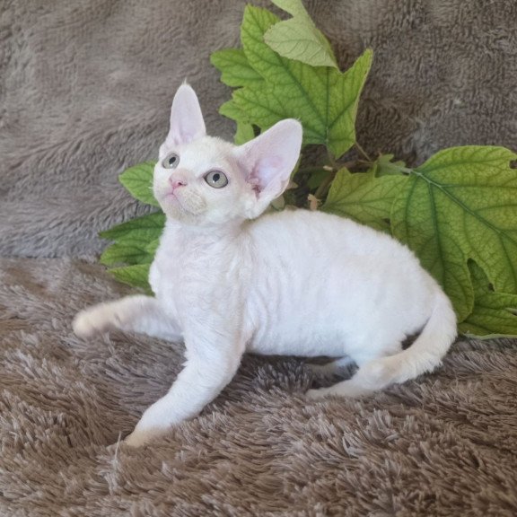 Devon Rex NOV Watson