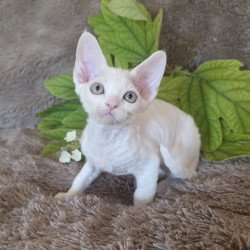 Devon Rex NOV Watson