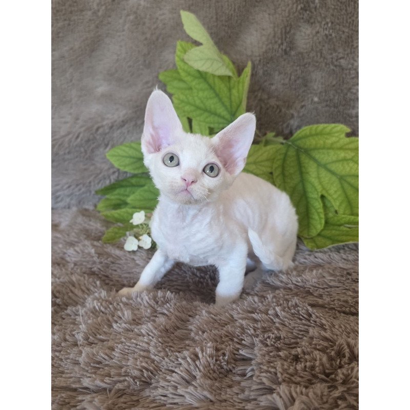 Devon Rex NOV Watson