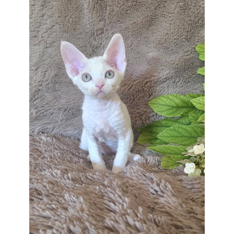 Devon Rex NOV Watson