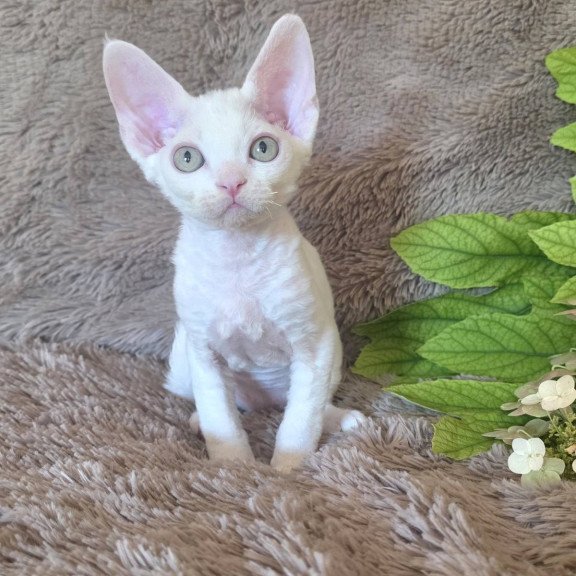 Devon Rex NOV Watson